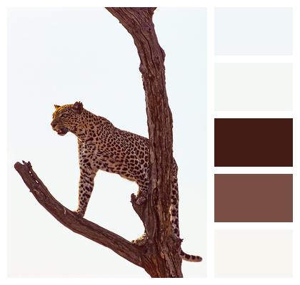 Leopard Wild Animal Tree Image